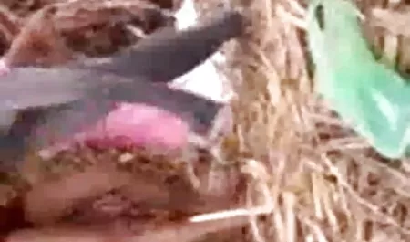 मोनिका की लड़की का पूरा हिंदी मूवी एचडी सेक्सी निरीक्षण