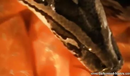 श्यामला कैमरे पर बकवास करने सेक्सी हिंदी वीडियो फुल मूवी के लिए सहमत हुई