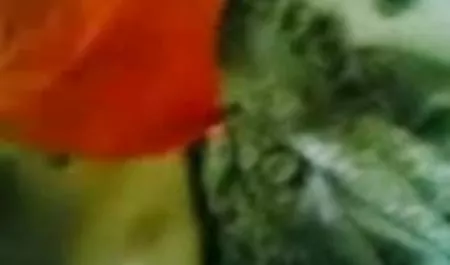 काली सेक्स करते हुए हिंदी मूवी फूहड़