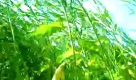 कैसिडी हिंदी वीडियो फुल मूवी सेक्सी क्लेन अपने गंजे स्टेपडैड के पिन का स्वाद अपने होठों से लेती है